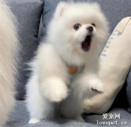 一只小博美，臉上寫滿了震驚...這也太可愛了吧！