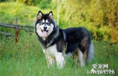 狗狗急性腎衰竭原因|診斷|預防及治療方法