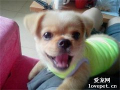 狗狗為什么會遺尿？