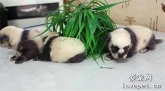 狗媽媽生下一窩“國寶”，眼神呆萌憨態可掬，瞬間成了搶手貨