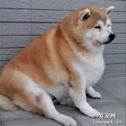 12歲柴犬每天只吃一頓，依然胖成一只海豹，羞愧得把頭埋進枕頭