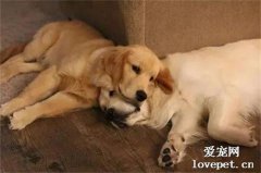 金毛從小喜歡枕著哥哥睡覺，但新狗妹妹加入后，它立馬移情別戀！