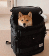 柴犬把自己打包好，乖乖等主人背它出去玩：快出發吧！