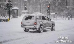 雪夜，流浪狗用肉身護住5只被遺棄的小奶貓，那一刻它宛若英雄