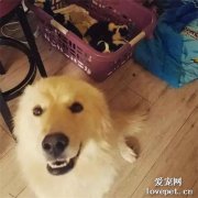 金毛在大火中失去7個孩子，主人想辦法讓它重新當回母親！