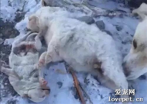 小狗凍死在家門口，狗媽媽流淚將其拖回，路人都看哭了