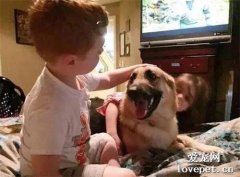 剛收養的狼犬忽然撲向家里7歲的小女兒，原本嚇呆的家人最后卻被感動哭……