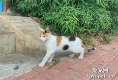 流浪貓主動上門求收養，卻遭家貓驅趕，它離去的背影太讓人心疼