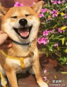 柴柴每天都用這種表情迎接下班的鏟屎官：這也太治愈了吧！