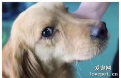 狗狗流淚的原因有哪些？