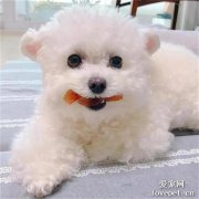 炎熱天氣里怎么防止狗狗中暑?