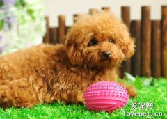 狗狗開始換牙后要注意哪些事情?