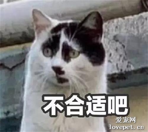 有些貓注定要成為表情包，因為太丑了！
