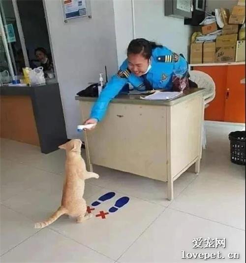 遇到一只主動測體溫的貓，把小腦袋伸過去的樣子也太可愛了！