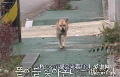 死別比生離更痛苦！這只狗子深有體會......