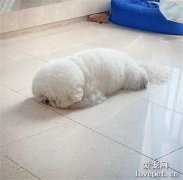 小比熊正在生悶氣，主人叫了它一聲……這回眸太可愛啦！