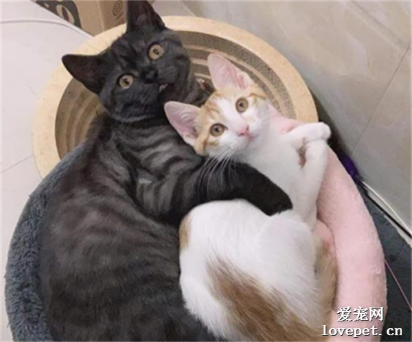 黑貓和橘貓結合后可以生出來的小貓竟然是這個顏色...