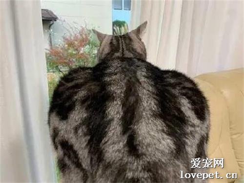 現在喵界流行背著鏟屎官偷偷舉鐵練肌肉？