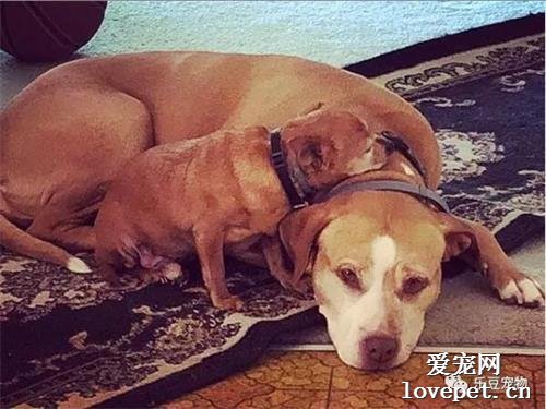 收容所里比特犬和吉娃娃成為好朋友，不愿單獨被領養，大聲哭喊