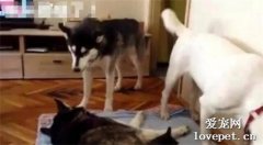 老婆生孩子后，隔壁“老王”忙前忙后，公二哈感覺頭頂發綠