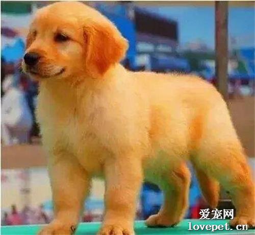 金毛幼犬价格一般多少?