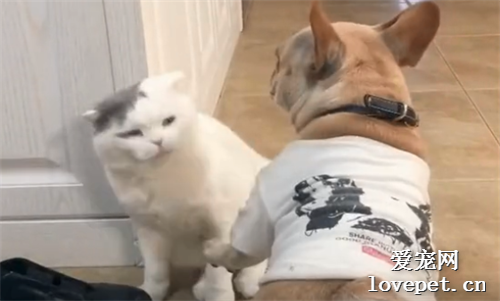 有些斗牛犬，貓都惹不起！