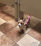 小狗保鏢：不準進去我媽在羞羞