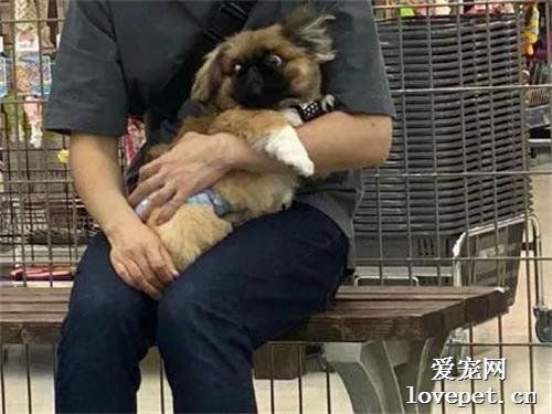 狗子亂尿在黃桶錐上，結果一看到它的表情，瞬間笑噴了！