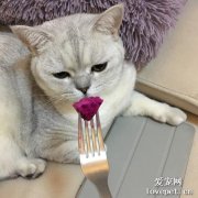 貓咪可以吃火龍果嗎？
