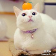 貓咪可以吃橘子嗎？