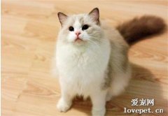 貓為什么不能吃鹽？