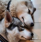 網友吐槽自家的兩只二哈，秀恩愛的方式很有味道....