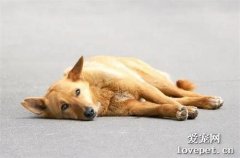 狗媽媽中了麻醉針后，它硬撐著回到孩子身邊，喂完奶后才安心倒下…