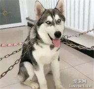 主人為防二哈拆家，竟使出漩渦一族的封印術，網友：收徒弟嗎？