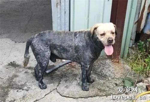 狗子貪玩跑出家，沒想到回來變了個品種？