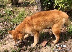 柴柴因“雞雞短小”遭原主人拋棄，幸好遇上了這位新主人！