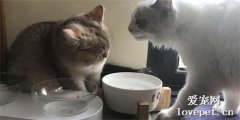 護食的貓咪會有哪些行為?