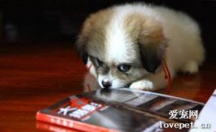 狗狗生氣時會有哪些表現?