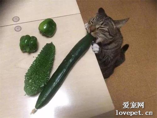 都吃了，憑什么吐出來！
