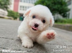 幼犬不吃東西還嘔吐怎么辦？