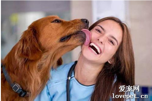 狗狗喜欢舔人怎么办？怎么训练狗狗不舔人？