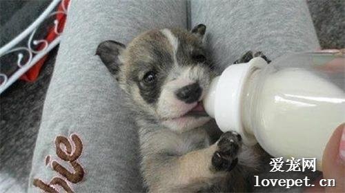 小狗喝羊奶粉有啥好处？