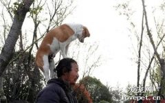網紅流浪漢離世，他收養的6只狗狗，守著主人行李，久久不愿離去