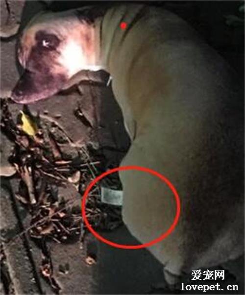 以為路邊有狗快死！當他提起勇氣前去幫忙時，當場傻眼…