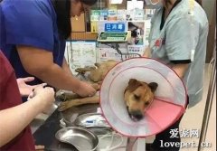 狗狗遭遇“屠殺式攻擊”，被咬80多個傷口，它曾經也有家...