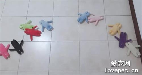 狗子每天把玩具擺成一排迎接主人回家，網友：比女兒還暖！