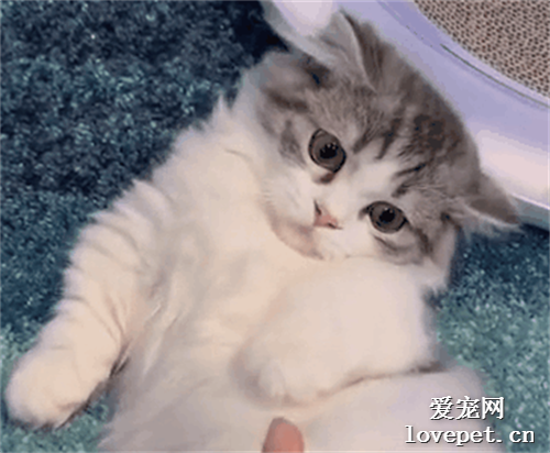 小貓咪向鏟屎官發出了怒吼：球球你做個人吧！