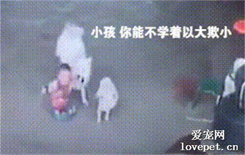 看到熊孩子欺負自己的寶寶，薩摩麻麻一腳踢倒，網友：干得漂亮！