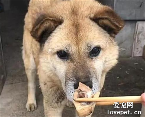 喂肉給土狗吃，汪卻遲遲不肯下嘴，隨后女子拍了拍腦袋