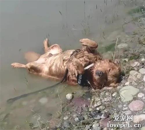 女子在湖邊找到失蹤的狗狗，當場崩潰，湊近一看發現事情不簡單